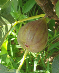 biofeigesteckholzbtvorarlberger