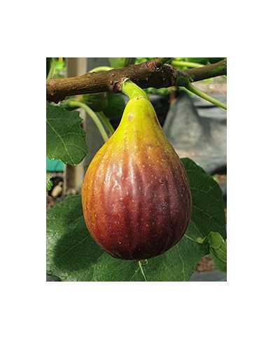 biofeigesteckholzbüchlisfund