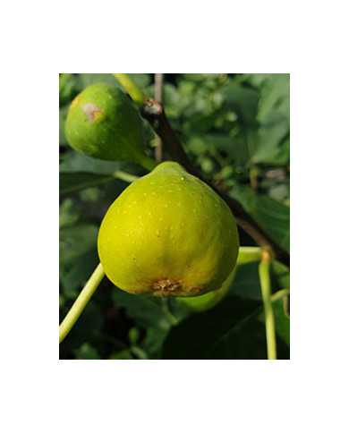 biofeigesteckholzbudahegy