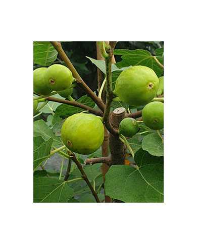 Bio Feige Steckholz Cajun Gold (**)