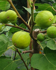 Bio Feige Steckholz Cajun Gold (**) Bio Feige Steckholz Cajun Gold (**)