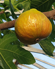 Bio Feige Steckholz Castle Kennedy (*) Bio Feige Steckholz Castle Kennedy (*)