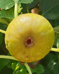 biofeigesteckholzcerretto biofeigesteckholzcerretto