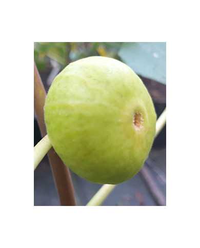 Bio Feige Steckholz China White (*)