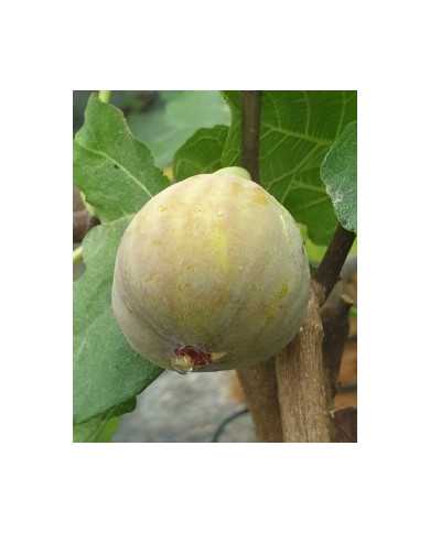 Bio Feige Steckholz Col de Dama Blanc (**)