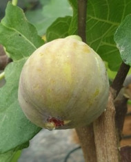 Bio Feige Steckholz Col de Dama Blanc (**) Bio Feige Steckholz Col de Dama Blanc (**)