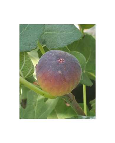 biofeigesteckholzdannysdelight