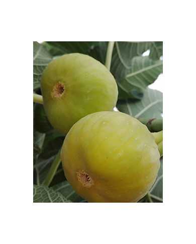 biofeigesteckholzdetrevolte