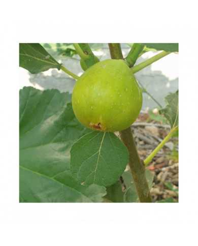 biofeigesteckholzdesertking