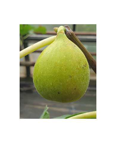 Bio Feige Steckholz Emerald Strawberry (***)