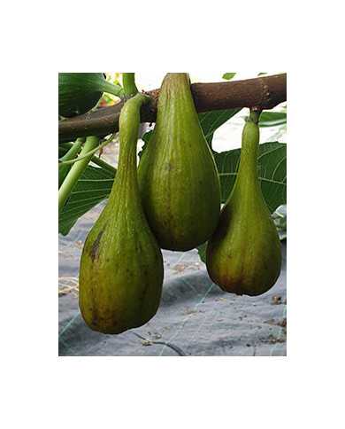 Bio Feige Steckholz Emerald Strawberry (***) Bio Feige Steckholz Emerald Strawberry (***)