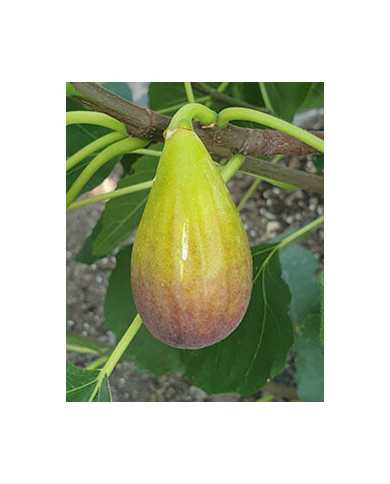 biofeigesteckholzfigomoro