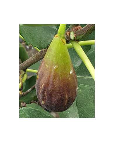 Bio Feige Steckholz Figo moro da Caneva (**)