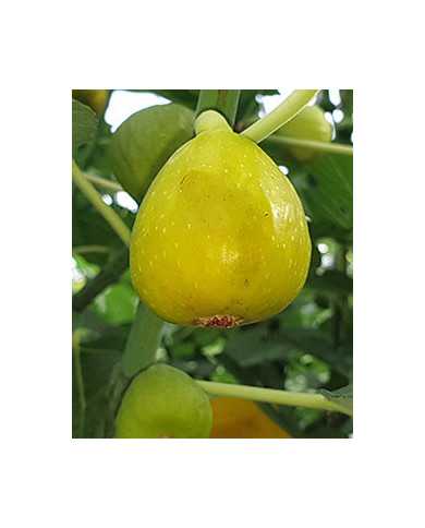 biofeigesteckholzfilacciano