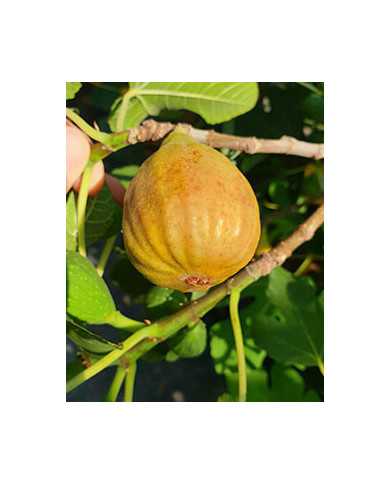 biofeigesteckholzgießhübl