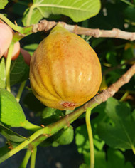 biofeigesteckholzgießhübl biofeigesteckholzgießhübl