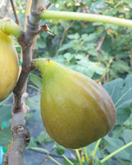 Bio Feige Steckholz Gießhübl Bio Feige Steckholz Gießhübl