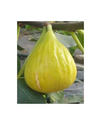 biofeigesteckholzgoldenriverside