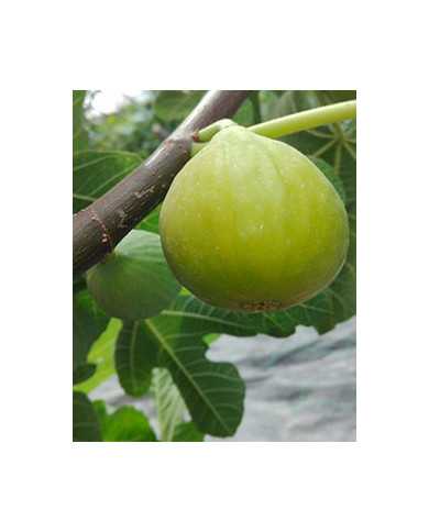 Bio Feige Steckholz Golden Riverside (**) Bio Feige Steckholz Golden Riverside (**)