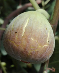 biofeigesteckholzgrisedesaint-jean biofeigesteckholzgrisedesaint-jean