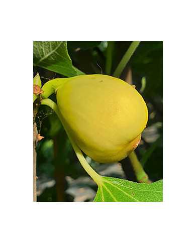 biofeigesteckholzhardyyellow