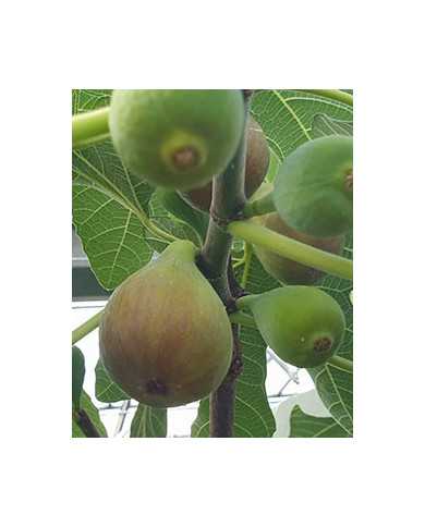 Bio Feige Steckholz Honey Heart (*) Bio Feige Steckholz Honey Heart (*)