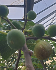 Bio Feige Steckholz Honey Heart (*) Bio Feige Steckholz Honey Heart (*)