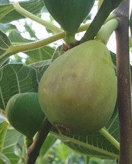 Bio Feige Steckholz Honey Heart (*) Bio Feige Steckholz Honey Heart (*)