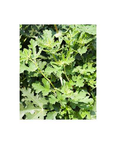 Bio Feige Steckholz Ice Crystal (*)