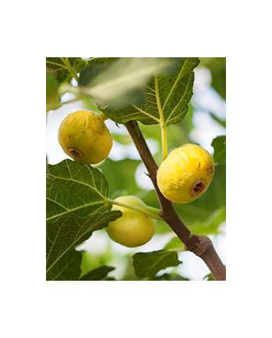 biofeigesteckholzincagold