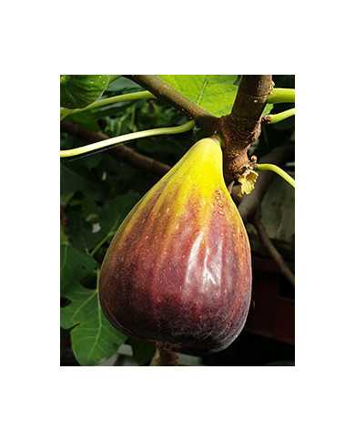 Bio Feige Steckholz Israel (**)