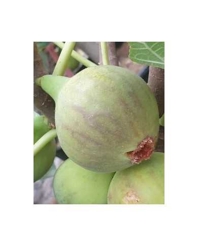 biofeigesteckholzitalian258