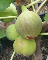 Bio Feige Steckholz Italian 258 (***) Bio Feige Steckholz Italian 258 (***)