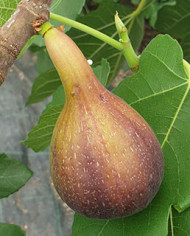 biofeigesteckholzitalianeverbearing biofeigesteckholzitalianeverbearing