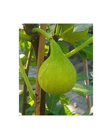 Bio Feige Steckholz Janice Seedles (**)