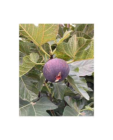 Bio Feige Steckholz Jordan (*)