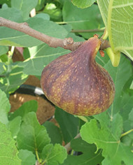 Bio Feige Steckholz Kadota Black, Tauro (**) Bio Feige Steckholz Kadota Black, Tauro (**)