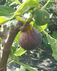 Bio Feige Steckholz Kadota Black, Tauro (**) Bio Feige Steckholz Kadota Black, Tauro (**)