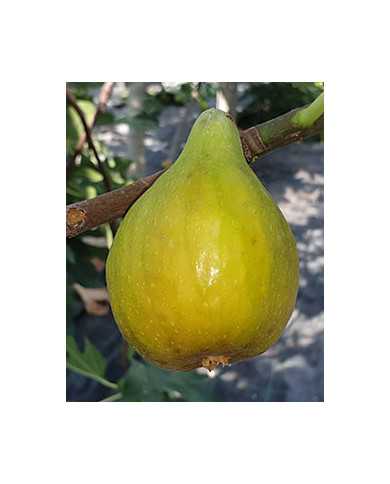 Bio Feige Steckholz Khurtmani (*)