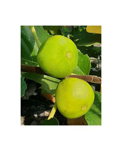 Bio Feige Steckholz LSU Gold (*)