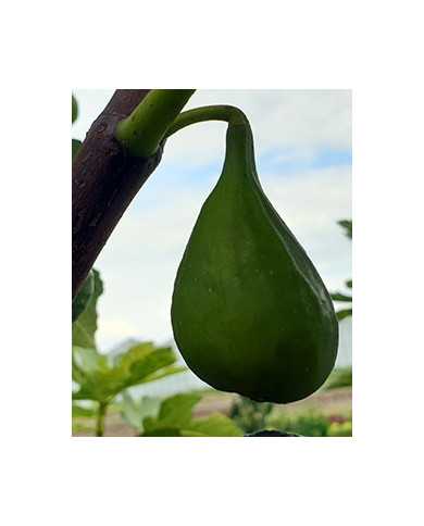 biofeigesteckholzlussheim