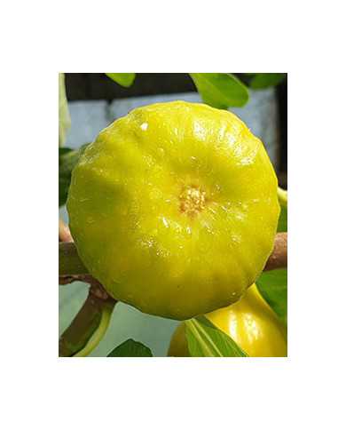 biofeigesteckholzm.calauystreet