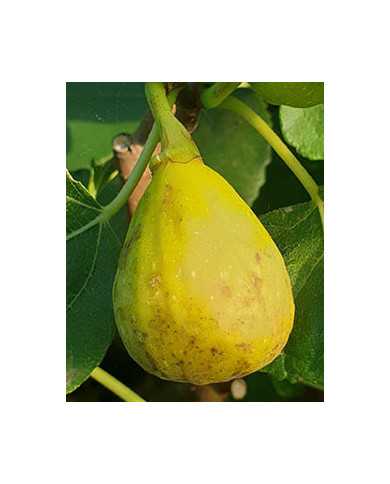 biofeigesteckholzmagnificadry