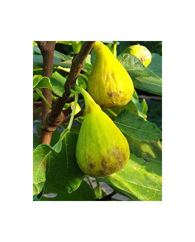 Bio Feige Steckholz Magnifica Dry (*)