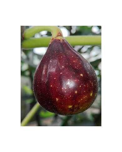 biofeigesteckholznegretta