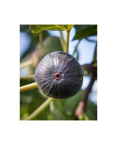 biofeigesteckholznoiredecaromb