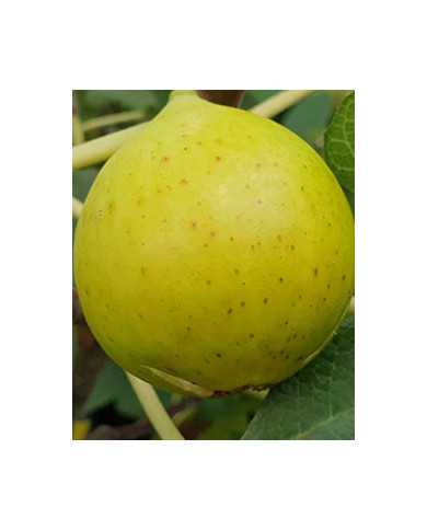 biofeigesteckholzpag3