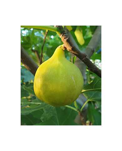 Bio Feige Steckholz Pag 3 (*)