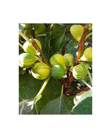 biofeigesteckholzpanachée