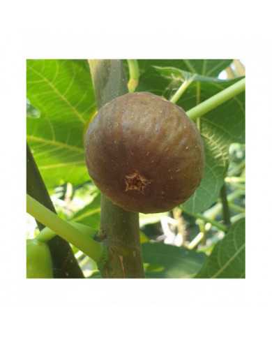 Bio Feige Steckholz Pane e Vino Scuro (*)